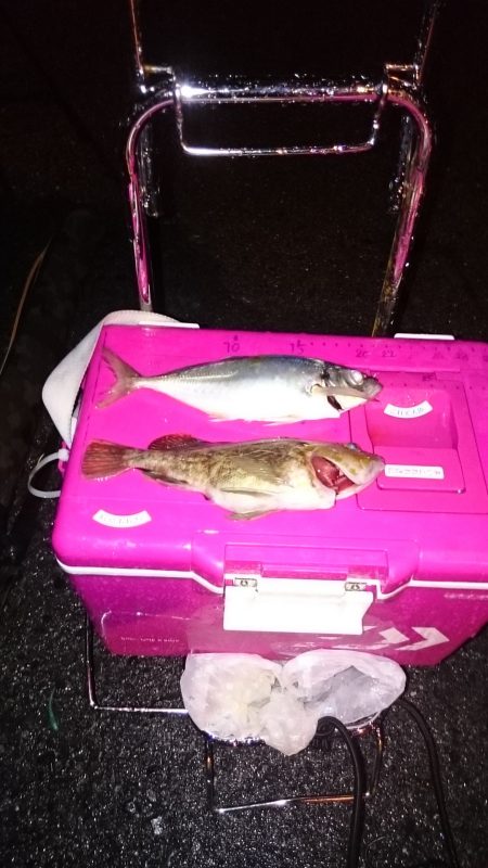 メバリングなんですが、、、