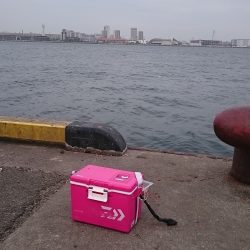 久しぶりのサビキ釣りです