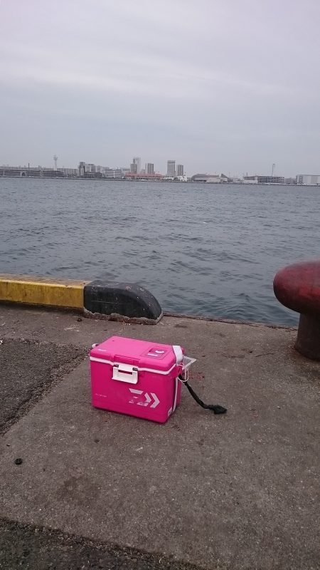 久しぶりのサビキ釣りです