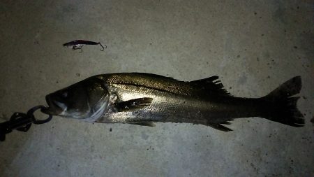 またまたシーバスゲット❗