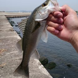 ちょい投げ釣行