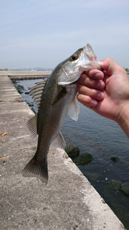 ちょい投げ釣行