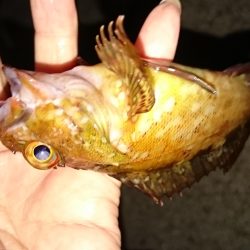 メバリングのはずですが