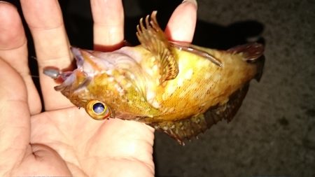 メバリングのはずですが