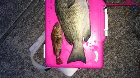 メバリングタックルにて