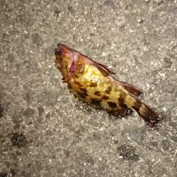 メバリングなんですけど