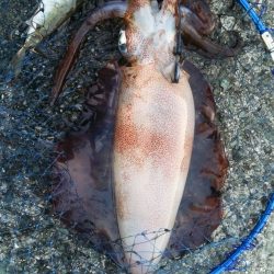 春イカゲット！