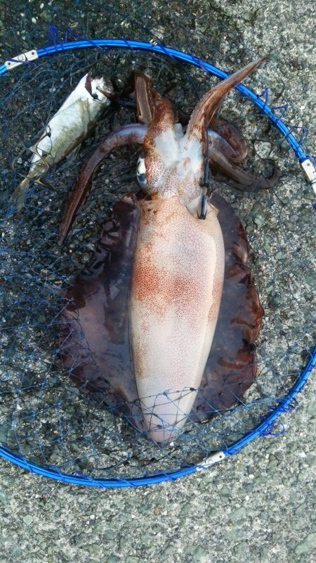 春イカゲット！