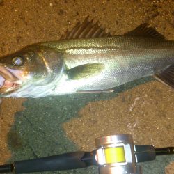 本日も出撃です