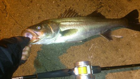 本日も出撃です