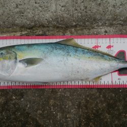 釣り初めショアジギ