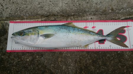 釣り初めショアジギ