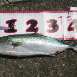 青物の引きを、味わいたくて。