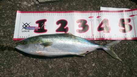 青物の引きを、味わいたくて。