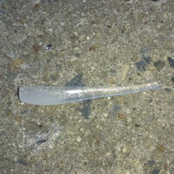 本日も出撃です