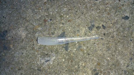 本日も出撃です