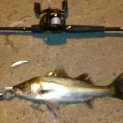 本日はバラシ日和