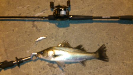 本日はバラシ日和