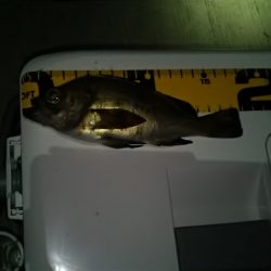 イカはまだの様子