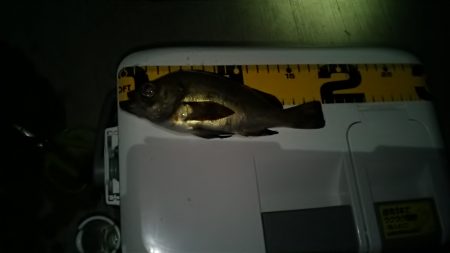 イカはまだの様子