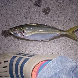 アジ 、リベンジ完了