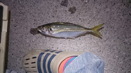 アジ 、リベンジ完了