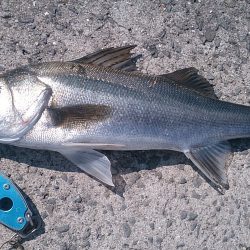 粘って捕った一匹