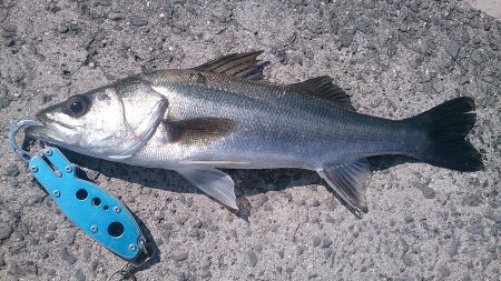 粘って捕った一匹