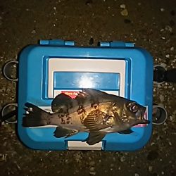 メバルシーズン!!