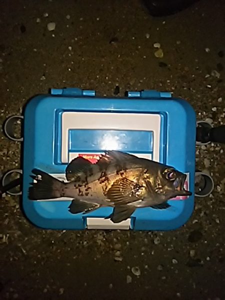 メバルシーズン!!