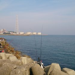 アオリイカ狙いからサビキにチェンジで