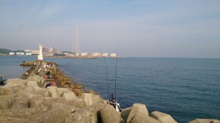 アオリイカ狙いからサビキにチェンジで