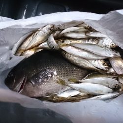 アオリイカ狙いから豆アジ狙いにチェンジ