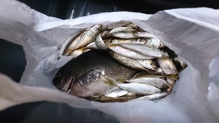 アオリイカ狙いから豆アジ狙いにチェンジ