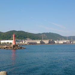 アオリイカ狙いでコウイカ釣れましたよ。