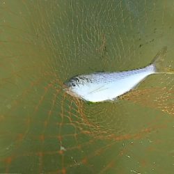 シーバスの筈がコノシロの群