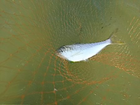 シーバスの筈がコノシロの群