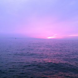 癒しのガッシー