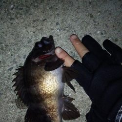 淡路島ランガンメバル旅