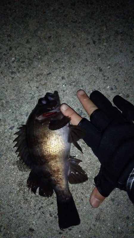 淡路島ランガンメバル旅