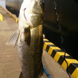 岸ジギ シ―ズン イン