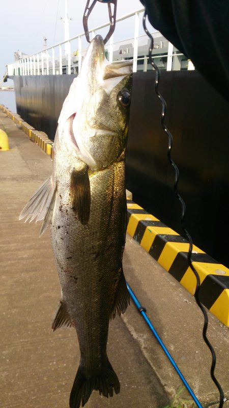 岸ジギ シ―ズン イン