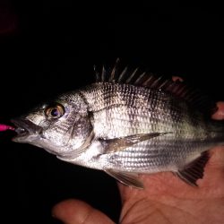 メバルチビばかりの五目釣り