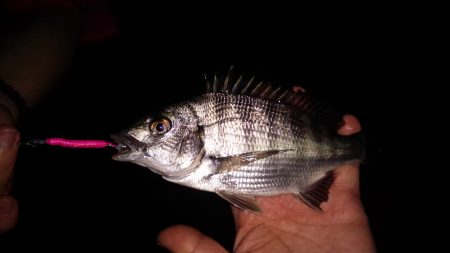 メバルチビばかりの五目釣り