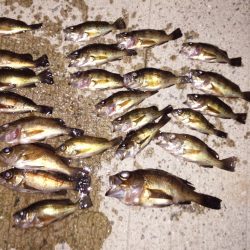 小さいながらも爆釣