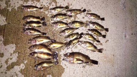 小さいながらも爆釣