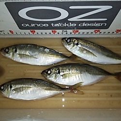 夕まずめの1時間