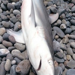 ビッグワン２本