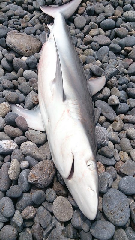 ビッグワン２本