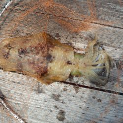 中紀の筏でアオリイカ